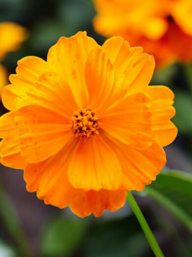 Cosmos sulfureux (Cosmos sulphureus) Graines