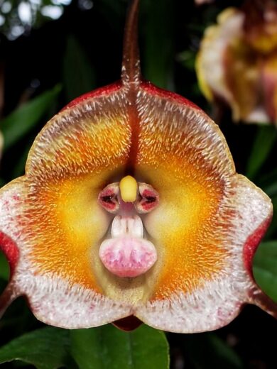 Dracula sijmii (Orchidée rare, Tête de singe) 1 Plante