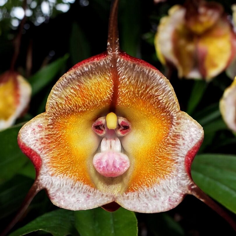 Dracula sijmii (Orchidée rare, Tête de singe) 1 Plante