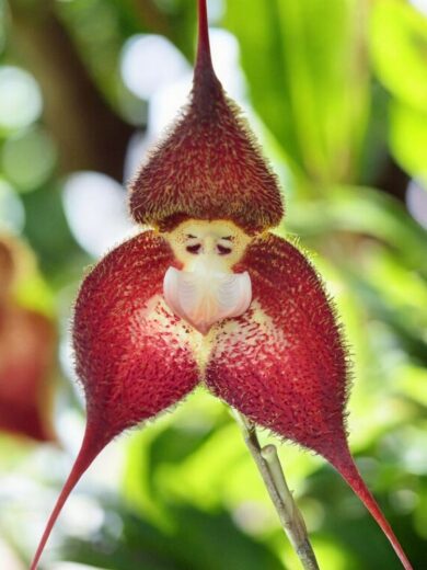 Dracula terborchii (Orchidée rare, Tête de singe) 1 Plante