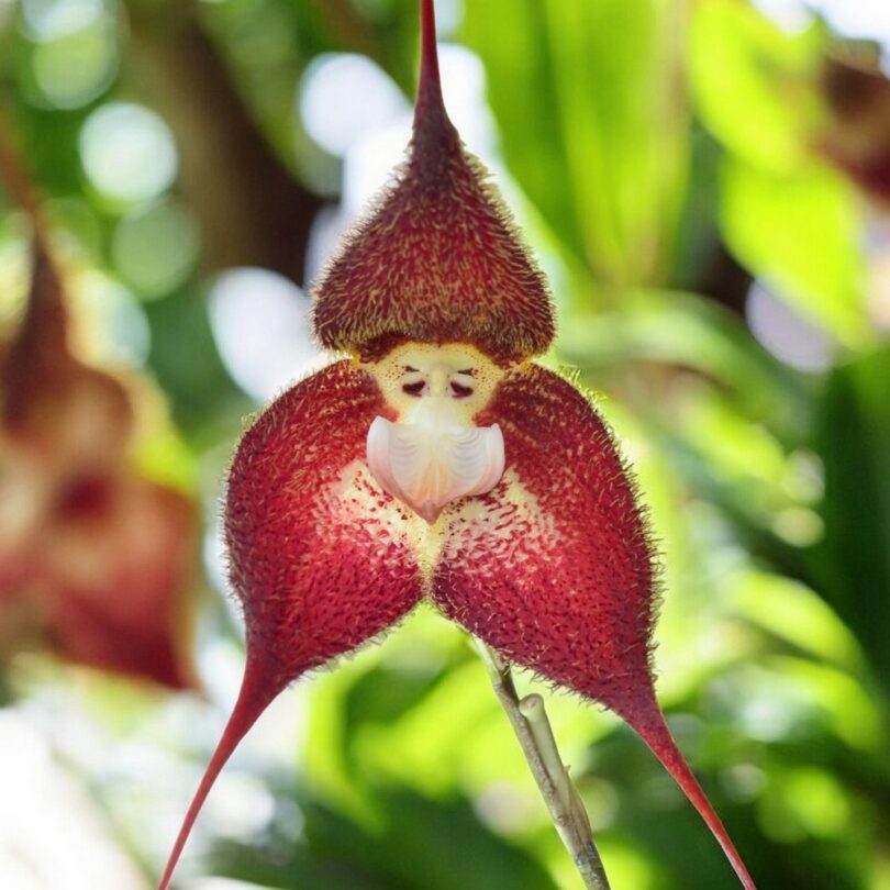 Dracula terborchii (Orchidée rare, Tête de singe) 1 Plante