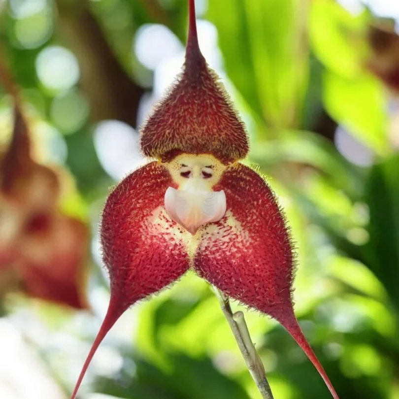 Dracula terborchii (Orchidée rare, Tête de singe) 1 Plante