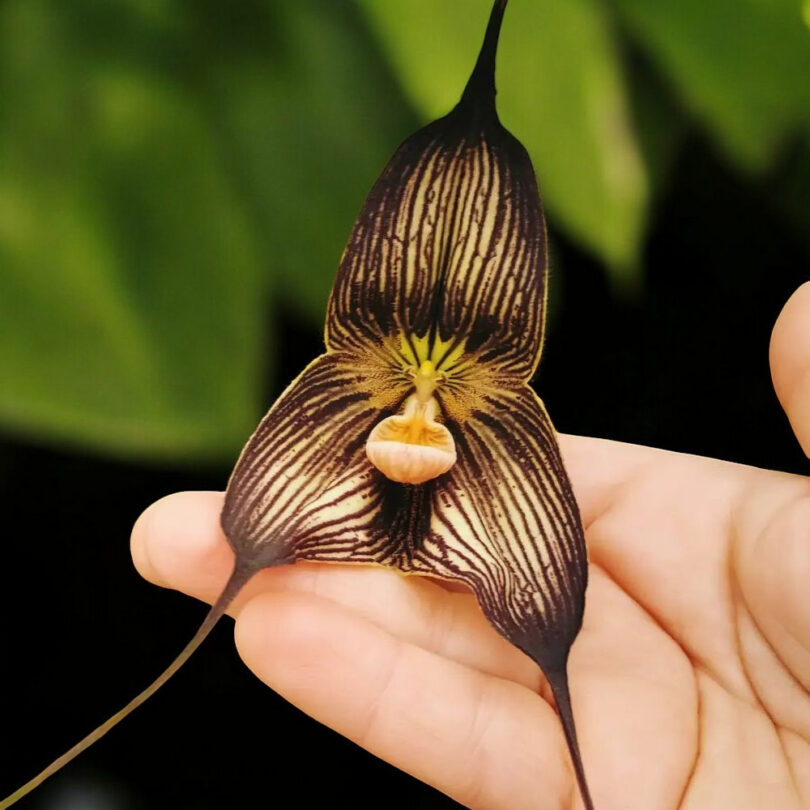 Dracula vampira (Orchidée rare, Tête de singe) 1 Plante – Image 2