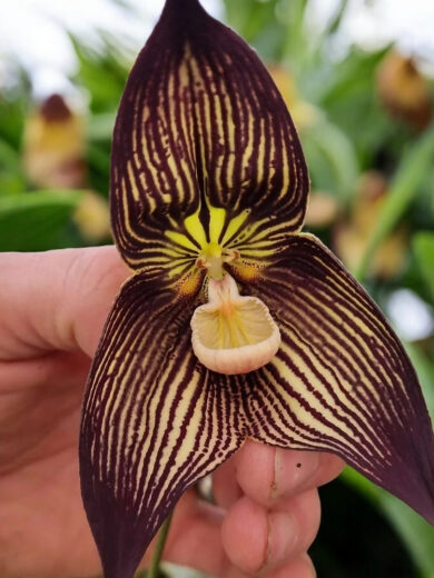 Dracula vampira (Orchidée rare, Tête de singe) 1 Plante