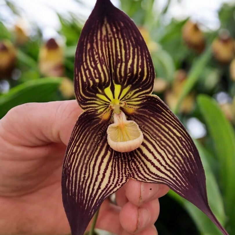 Dracula vampira (Orchidée rare, Tête de singe) 1 Plante