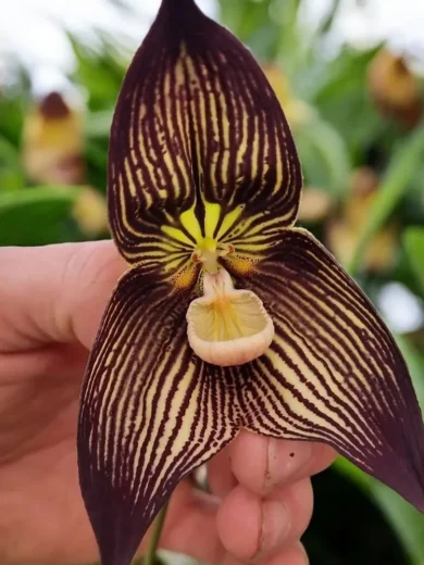 Dracula vampira (Orchidée rare, Tête de singe) 1 Plante