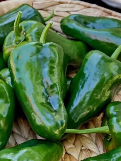 Piment 'Ancho Poblano' (Variété mexicaine) Graines