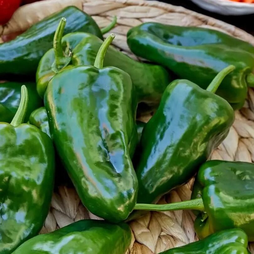 Piment 'Ancho Poblano' (Variété mexicaine) Graines