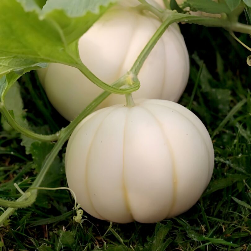 Melon Japonais 'Kiku Chrysanthemum' (Variété Rare) Graines – Image 2