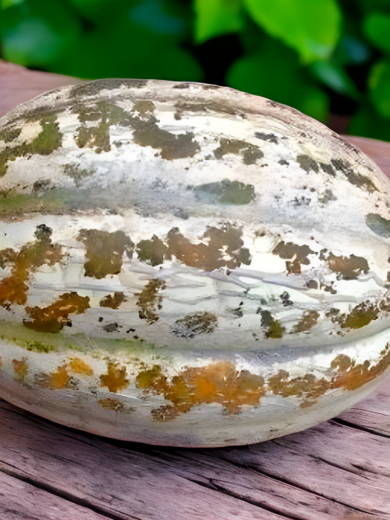 Melon 'Sucrin de Honfleur' (Variété ancienne rare) Graines