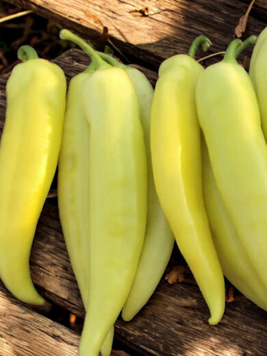 Poivron Jaune 'Sweet Banana' (Variété originale) Graines