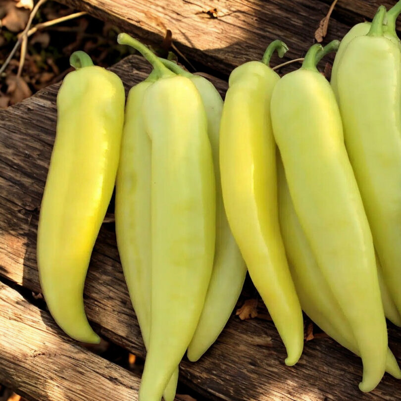 Poivron Jaune 'Sweet Banana' (Variété originale) Graines