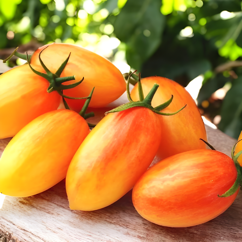 Tomate 'Blush Tiger' (Variété Cocktail) Graines