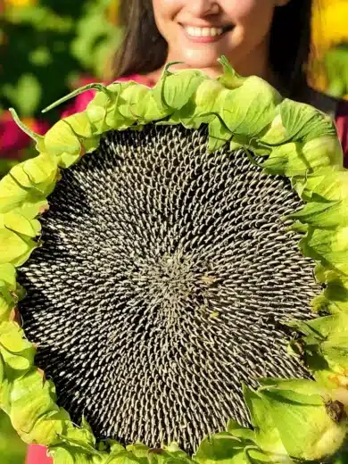 Tournesol 'Géant de Mongolie' (Variété originale) Graines