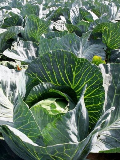 Chou cabus 'Quintal d'Alsace' (variété régionale ancienne) Graines