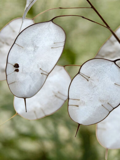 Monnaie du Pape (Lunaria annua) Graines