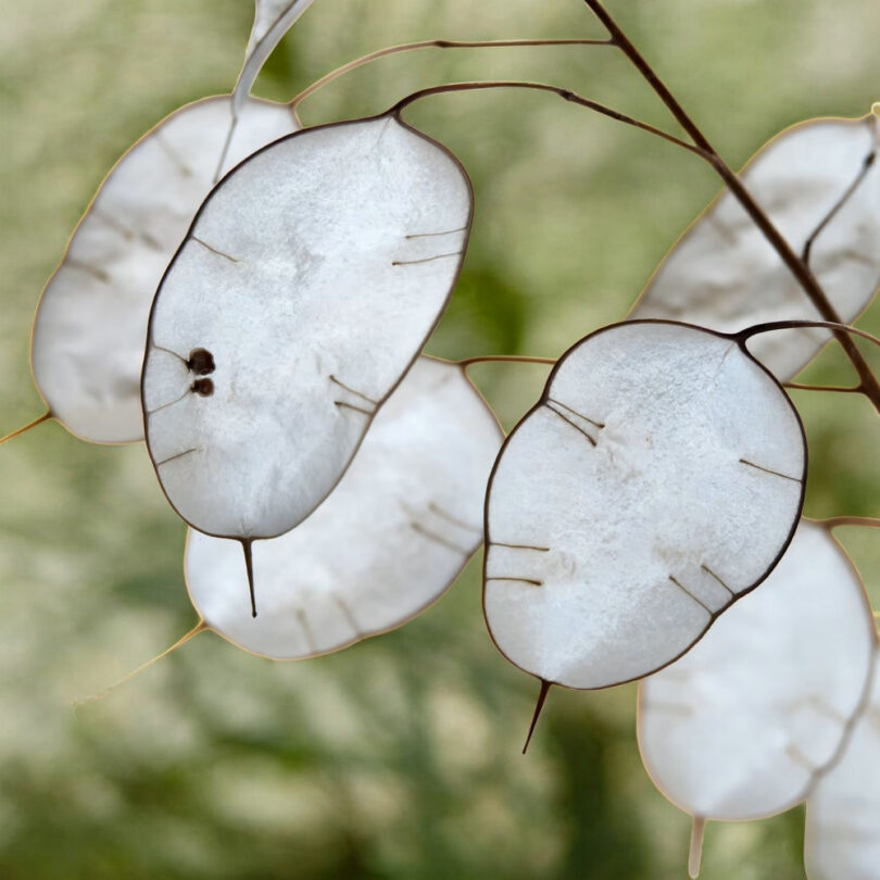 Monnaie du Pape (Lunaria annua) Graines