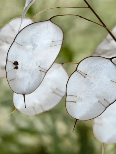 Monnaie du Pape (Lunaria annua) Graines