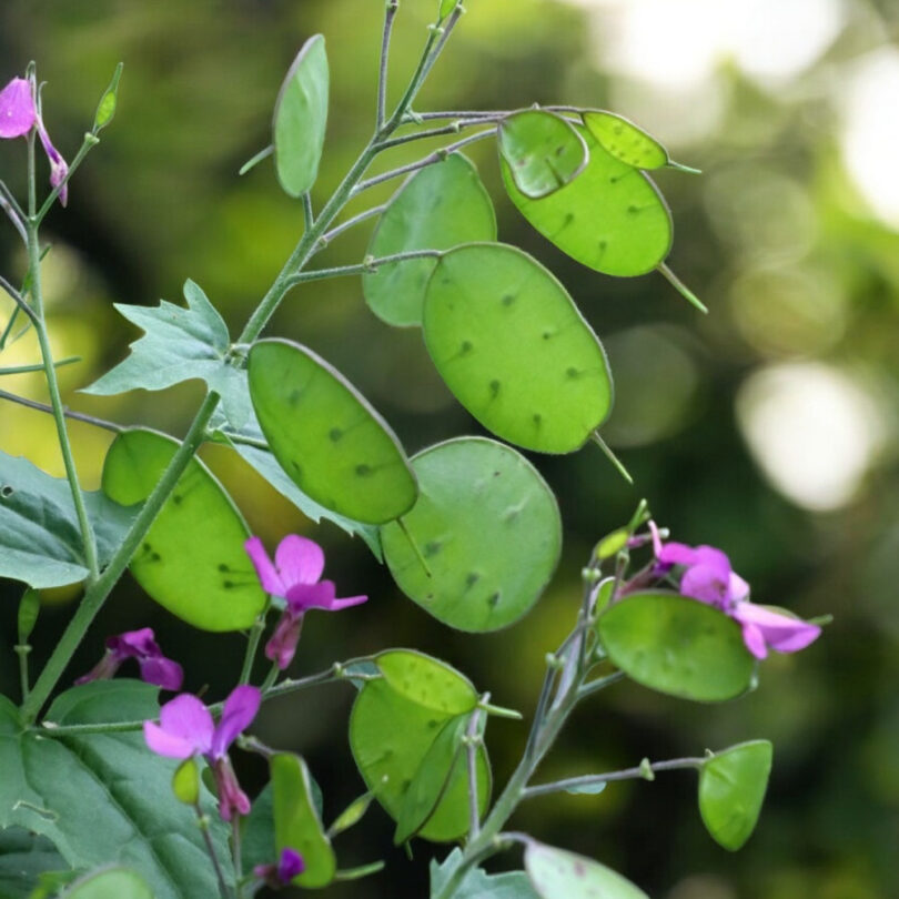 Monnaie du Pape (Lunaria annua) Graines – Image 2