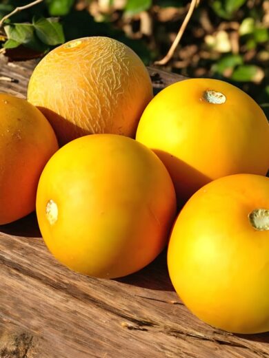 Melon 'Mango' (Variété ancienne rare) Graines