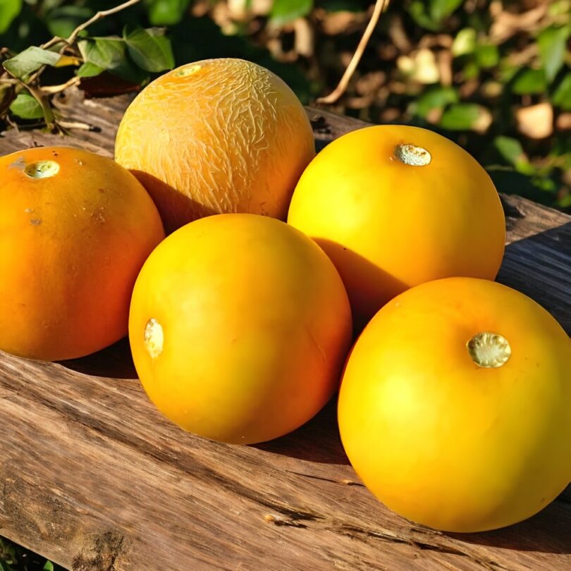 Melon 'Mango' (Variété ancienne rare) Graines