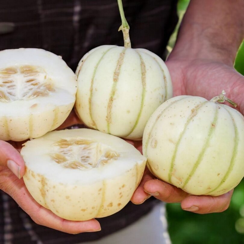 Melon Japonais 'Kiku Chrysanthemum' (Variété Rare) Graines