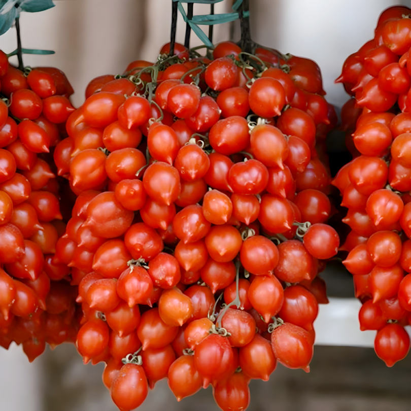 Tomate du Vésuve (Variété ancienne) Graines