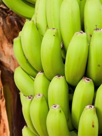 Bananier rustique à fruits comestibles (Musa thomsonii) Graines