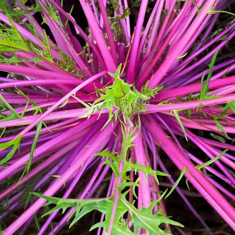 Mizuna violet 'Beni Houshi' (Variété rare) Graines – Image 2