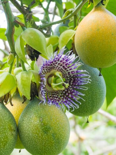 Passiflore Grenadelle (Passiflora ligularis) Graines
