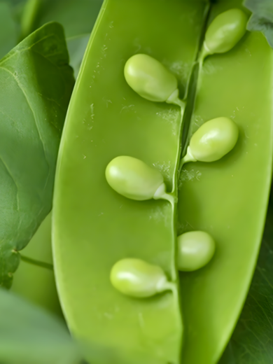 Pois larme "Caviar Végétal" (Variété rare) Graines