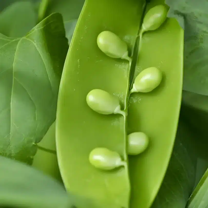 Pois larme “Caviar Végétal” (Variété rare) Graines