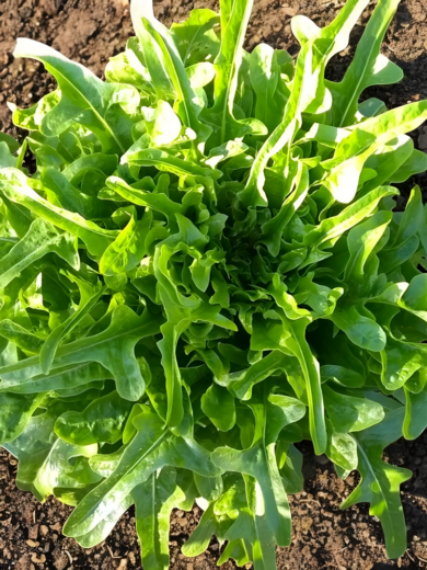 Laitue 'Cressonnette Marocaine' (Laitue à couper radichetta) Graines