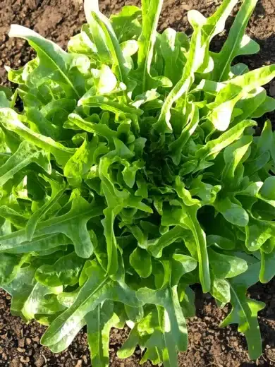 Laitue 'Cressonnette Marocaine' (Laitue à couper radichetta) Graines