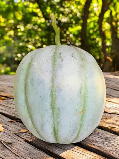 Melon 'Vieille France' (Variété ancienne) Graines