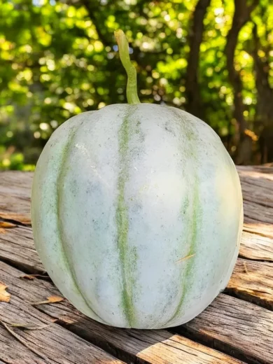 Melon 'Vieille France' (Variété ancienne) Graines
