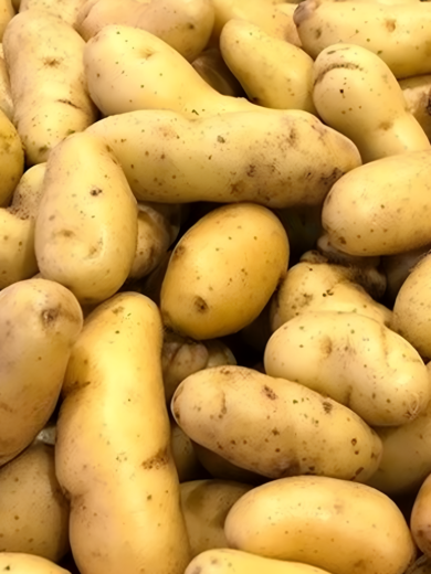 Pommes de terre 'Ratte' 25 Plants