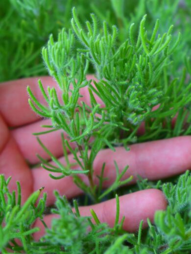 Herbe à Gyros (Artemisia caucasica) Plant