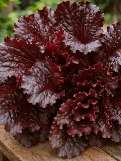 Laitue à couper 'Merlot' (Variété rouge foncé) Graines