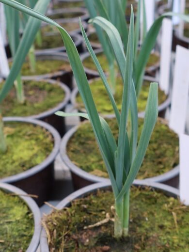 Ail éléphant (Allium ampeloprasum) Plant – Image 3