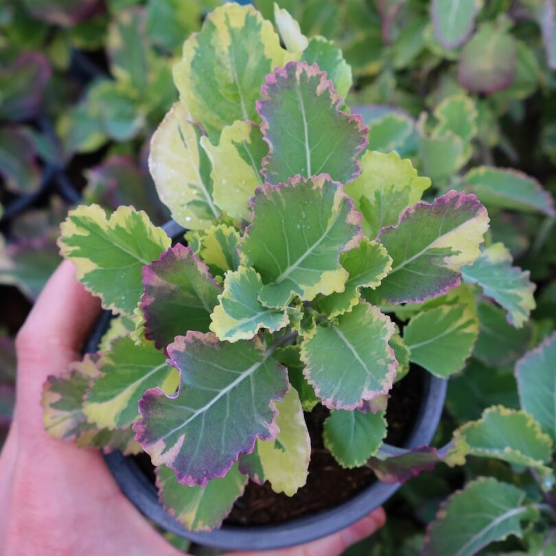 Chou Perpétuel Daubenton Panaché (Brassica oleracea) Plant – Image 3