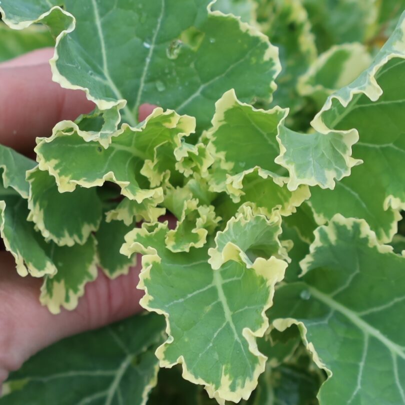 Chou Perpétuel Daubenton Panaché (Brassica oleracea) Plant – Image 2