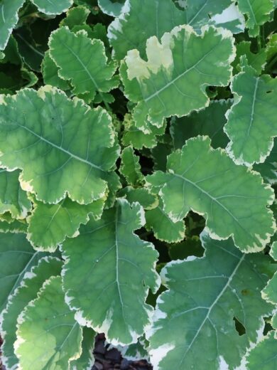 Chou Perpétuel Daubenton Panaché (Brassica oleracea) Plant