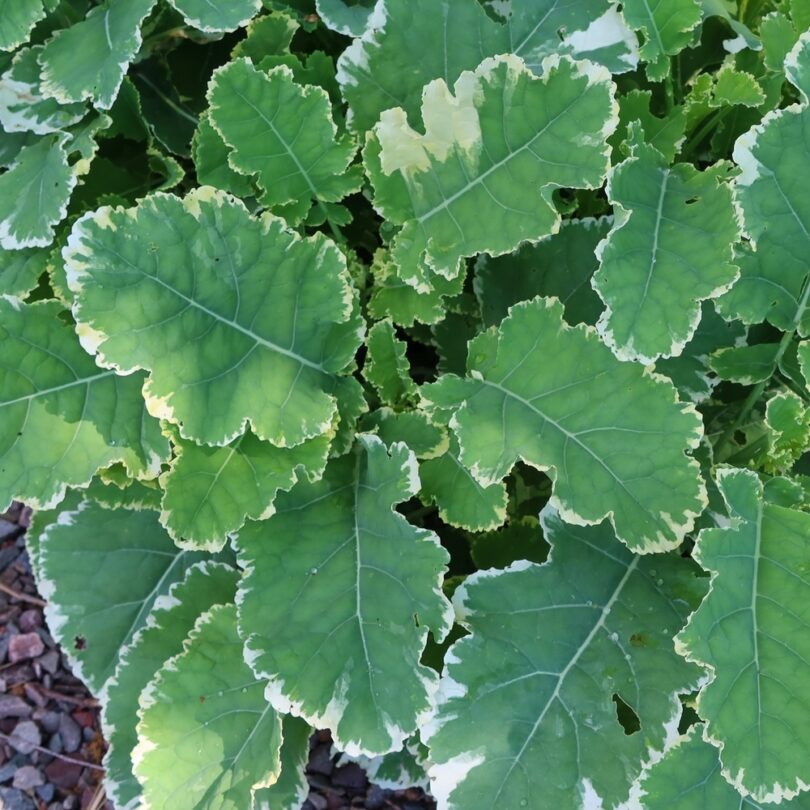 Chou Perpétuel Daubenton Panaché (Brassica oleracea) Plant