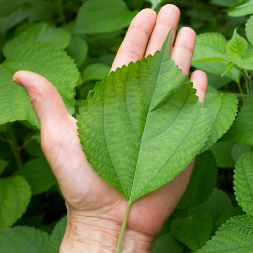 Ramie (Bohemia nivea) Plant – Image 2