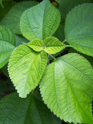 Ramie (Bohemia nivea) Plant