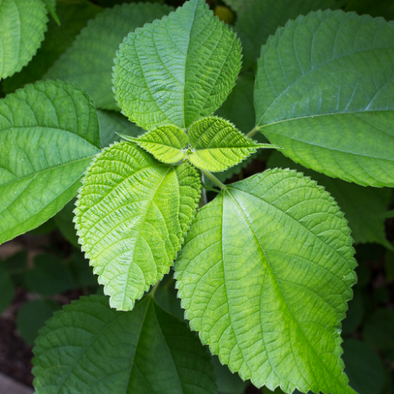 Ramie (Bohemia nivea) Plant