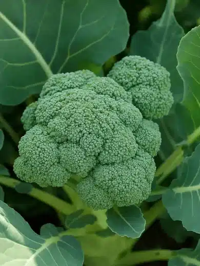 Brocoli Vert 'Calabrese Natalino' (Variété ancienne précoce) Graines