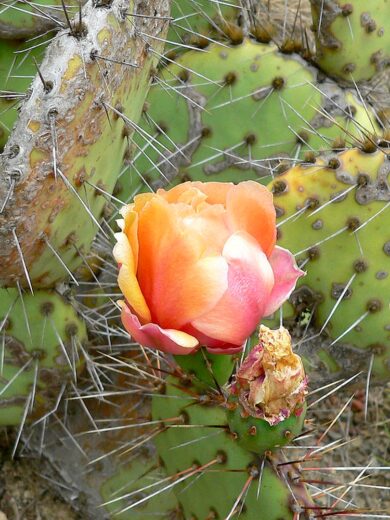 Oponce à aiguilles de feu (Opuntia phaeacantha) Graines – Image 2
