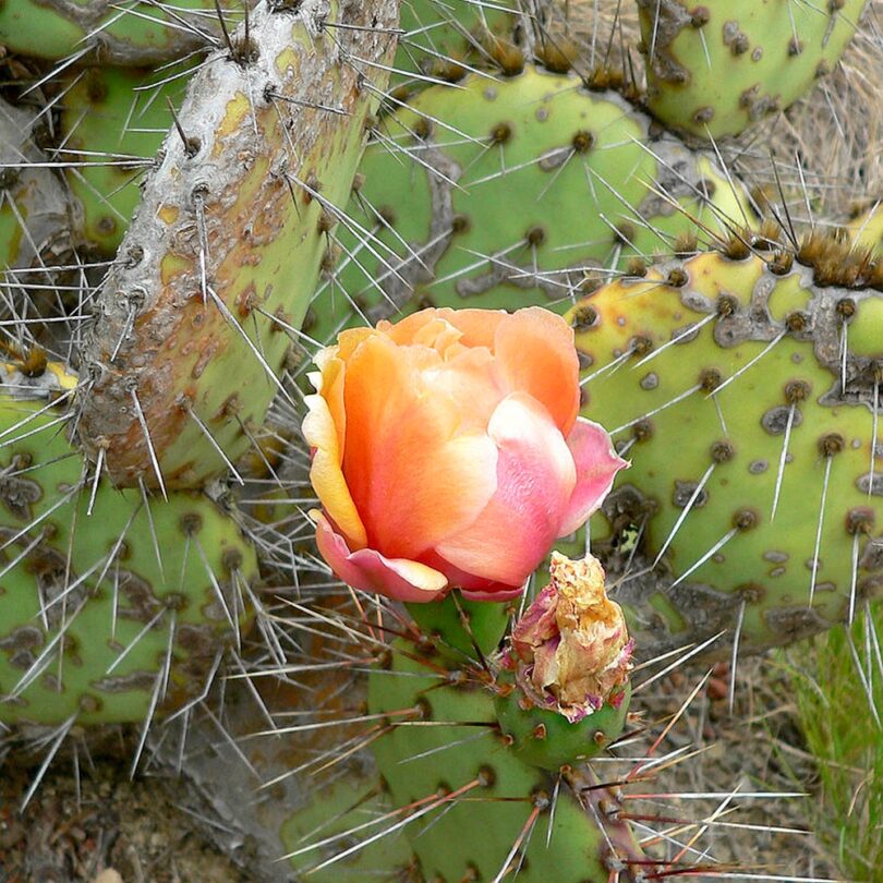 Oponce à aiguilles de feu (Opuntia phaeacantha) Graines – Image 2